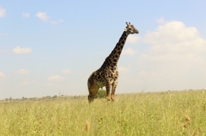 Giraffe Blog