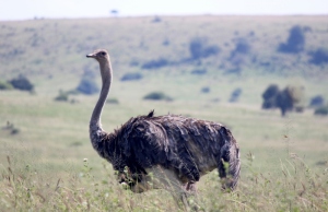 ostrich blog