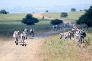 Zebra walking blog
